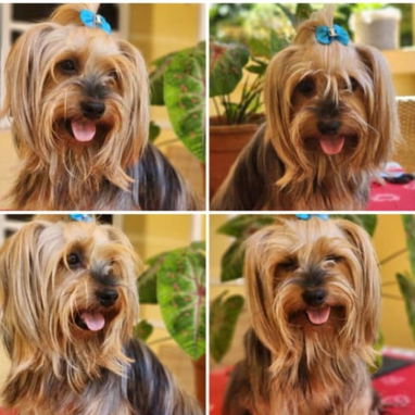 YORKY,macho,en 250 USD o equivalente(ACEPTO TRANSFERENCIA)TENGO MENSAJERÍA,tiene 70 días y está desparacitado. - Img 120834736