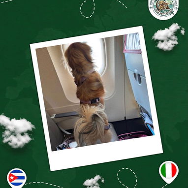 Agencia de viajes internacionales para mascotas - 3/10