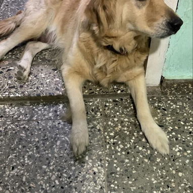 Golden Retriever Machos - Img 124476051