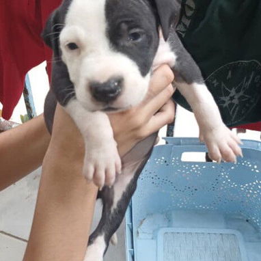 Nuestro lindos perritos.dalmata.golden retrive.pitbull.bulldog frances .husky.labrador.pastor belga malinoe.yorky.otros - Img 124454525