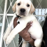 🥰 LABRADORES 🥰 - Img 55925315