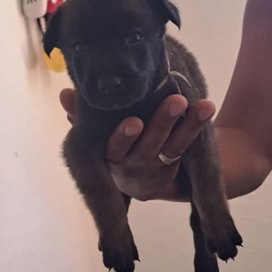 PASTOR MALINOIS,ambos sexos,en 150 USD o equivalente(ACEPTO TRANSFERENCIA)TENGO MENSAJERÍA,de 35 días y desparacitados - Img 123314144