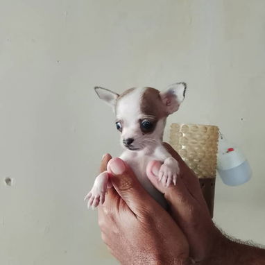 Chihuahua - 7/8