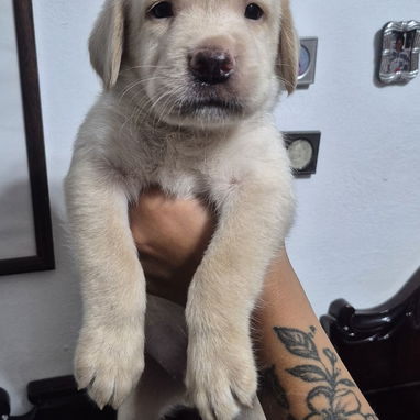Cachorros de labrador - 2/2