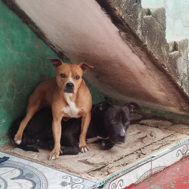 PITBULL,de ambos sexos,en 120 USD o equivalente en moneda nacional,TENGO MENSAJERÍA,tienen 48 días y están desparacitado - 10/10