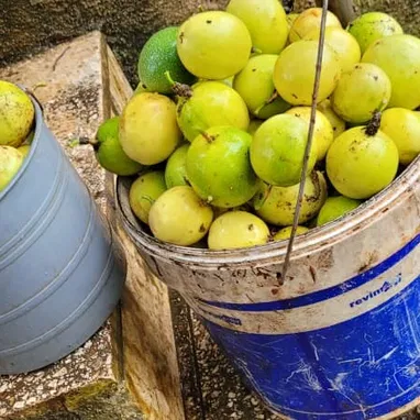 Oportunidad en Matanzas! Finca con todo tipo de frutas en venta con casa y espacio para pequeño, mediano y gran negocio! - Img 118890548