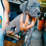 Hermosos perros pitbull ambos sexos... - Img 55376333