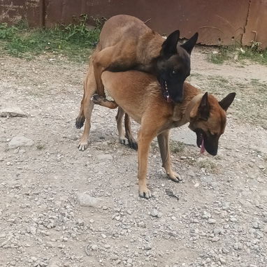 VENDO PASTOR BELGA MALINOIS - Img 123627053