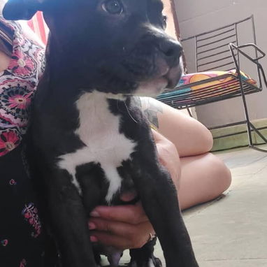 PITBULL,macho,en 120 USD o equivalente,TENGO MENSAJERÍA,tiene 83 días Y ESTÁ VACUNADO y desparacitado - 3/9