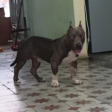 AMÉRICAN BULLY CON PEDIGRI,macho,en 250 USD o equivalente,TENGO MENSAJERÍA,tiene 7 meses Y ESTÁ VACUNADO E INSCRITO - 5/5