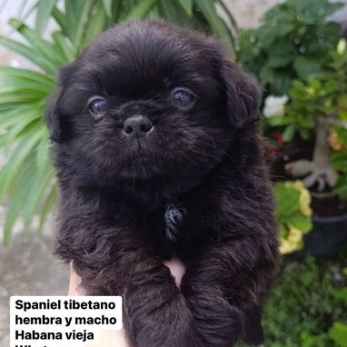 Hermosos cachorros de Spaniel tibetanos - Img 123077038