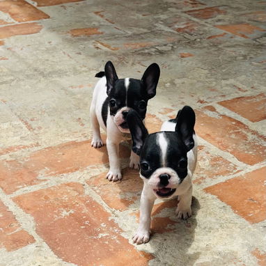 🐾Hermosas Bulldogs🐮Francés🇫🇷Hembritas 🌸 - Img 122998147