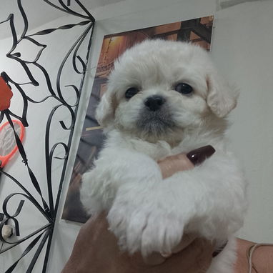 MASCOTAS LEGÍTIMAS ,Calidad y garantía - Img 123172873