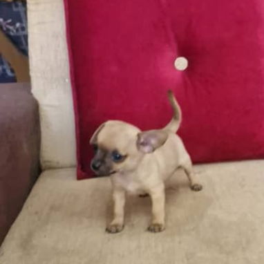 SHIHUAHUA hembra,en 250 USD o equivalente,TENGO MENSAJERÍA,tiene 90 días y está VACUNADA y desparacitada - Img 121640567