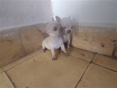 Venta de hermosas Chihuahua con gran calidad y genética llamar al 53818081 - Img 66273079