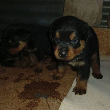 Pitbull y rotwailer - Img 123036010
