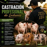 Veterinario a domicilio. Castración a lechones, castración de cerdos pequeños. Porcino. - Img 56673808