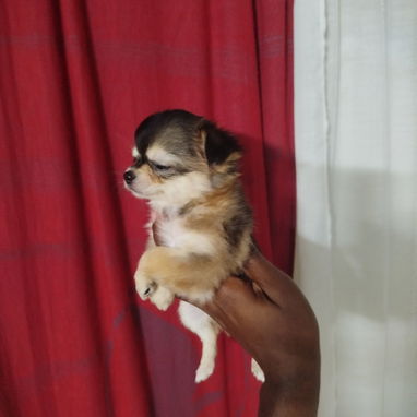 Se vende Chihuahua - 3/4