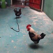 Se vende pareja de gallo y gallina  (kikiri) - Img 45285466
