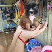 Si buscas alegría y cariño en tu hogar solo llámala 53818081 - Img 56044193