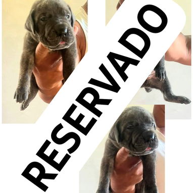 CACHORROS CANE CORSO CON PEDEGREE - 2/10