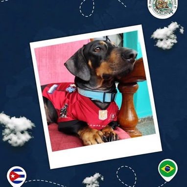 Agencia de viaje internacional de mascota - 8/10