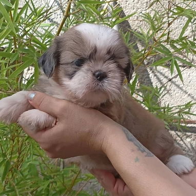 ***Excelentes cachorros shih tzu*** - Img 125741190