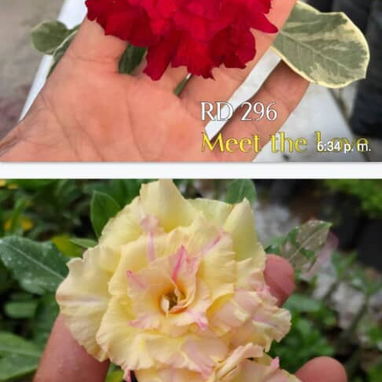 Adenium - 6/10