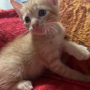 Adopción para Rubí 💎 - Img 55790777