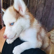 Hermosos cachorros Husky Siberianos - Img 56960488