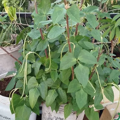 Plantas medicinales, aromáticas, frutales, vegetales, ornamentales y otras variedades. - Img 108514409
