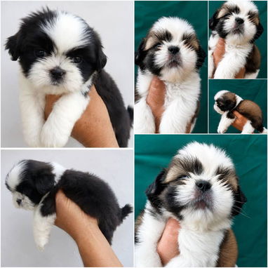 馃惗 CACHORROS DE RAZAS CON GARANT脥A Y CONFIANZA BETTY MASCOTAS WHATSAPP 52506841 馃惗 - Img 123757290