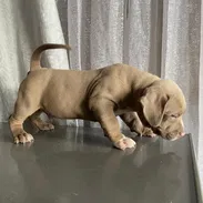 AMÉRICAN BULLY XL,ambos sexos,en 700 USD o equivalente,TENGO MENSAJERÍA,tienen 65 días y están desparacitados. - Img 55633914
