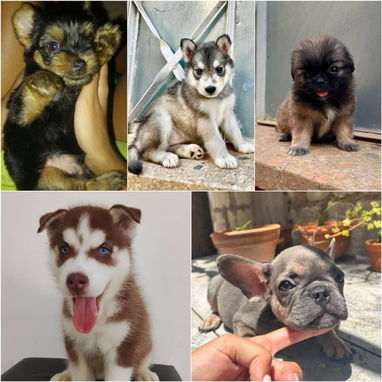 🐾 VARIEDAD DE RAZAS DISPONIBLES WHATSAPP 58746643 🐾 - 5/10