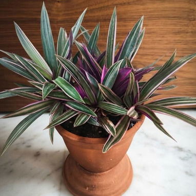 Plantas ornamentaleles para decoracion. - 7/8