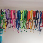 Collares de todas las tallas para perros y gatos - Img 53611297