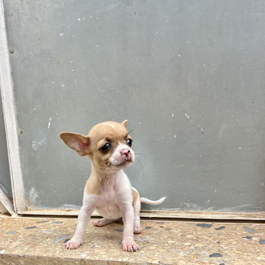 Chihuahua hembra vaquita 🤍🤎 - 2/2