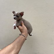 Chihuahua macho color exótico - Img 55604604