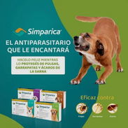 Simparica - Img 57968875