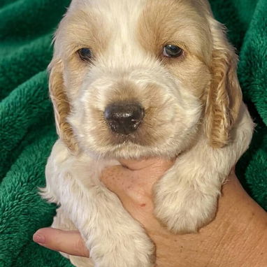 ((( COCKER SPANIEL AMBOS SEXOS WHATSAPP 58746644 ))) - Img 123771570
