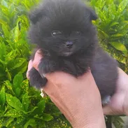 POMERANIA,macho,en 800 USD o equivalente(ACEPTO TRANSFERENCIA)TENGO MENSAJERÍA,tiene 70 días y está desparacitado. - Img 55651136