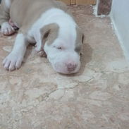 Cacharro pitbull - Img 56497126
