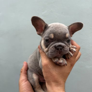 Frenchie - Img 125559648