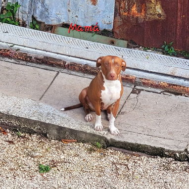 Cachorros pitbull - Img 126164703