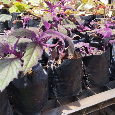 🌸 Siembra tu Pedacito 🌸   Naturaleza, color y armonía para tu hogar.  - 🌿 Venta de plantas ornamentales: frescas, sal - Img 121672628