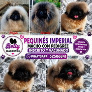 🐾👑 PEQUINÉS IMPERIAL CON PEDIGREE – SANGRE DE CAMPEONES BETTY MASCOTAS WHAT'SAPP 52506841 👑🐾 - Img 56949650