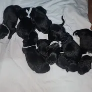 Vendo cachorros Pastores Belgas Groerlandel , legítimos de Pelo largo. Las hembras 300usd , los machos 250usd. Camada de - Img 56358748