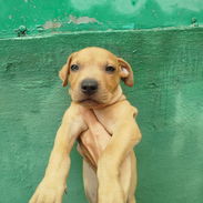 Cachorro de pitbull desparasitado - Img 58204162