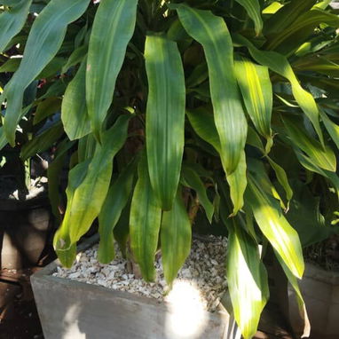 Servicios de jardinería - Img 119676347
