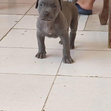 De vende pitbull 36 días hoy - Img 125146486